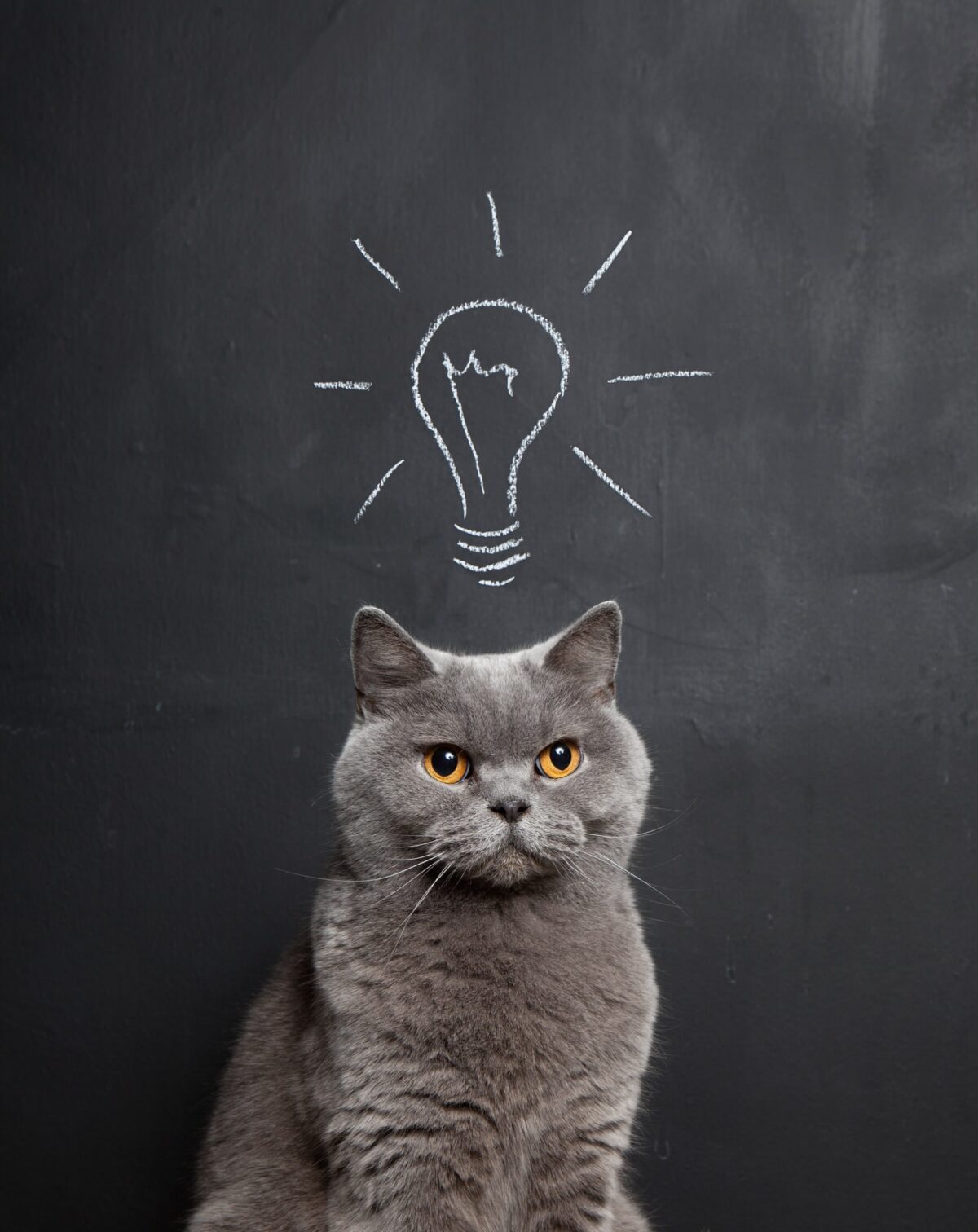 cat-and-lightbulb
